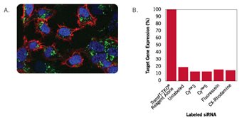 HeLa cells in 12-well plates were transfected at 70% confluence with TransIT-TKO? Transfection Reagent (3 μl/well) and Label IT? siRNA Tracker? Fluorescein-labeled siRNA duplexes (GREEN, 50 nM final concentration in the well)